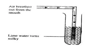 Integrated Science - Delivery tube into a test tube containing lime water