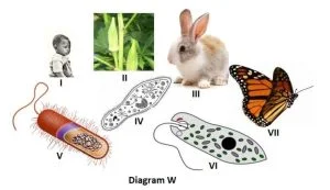 BECE integrated science: classify the organisms in the image