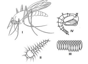 BECE INTEGRATED SCIENCE: Stages of the life cycle of the organism.