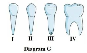 Integrated Science - Types of teeth in humans