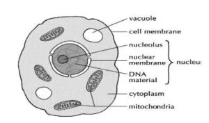 Integrated Science - drawing of a typical plant cell
