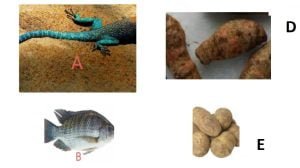 2024 WASSCE Biology Practical Sample Questions - Ghana Education News